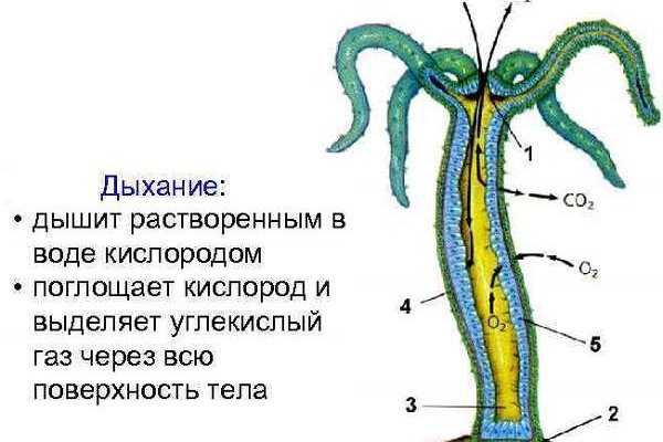 Кракен тор kr2web in